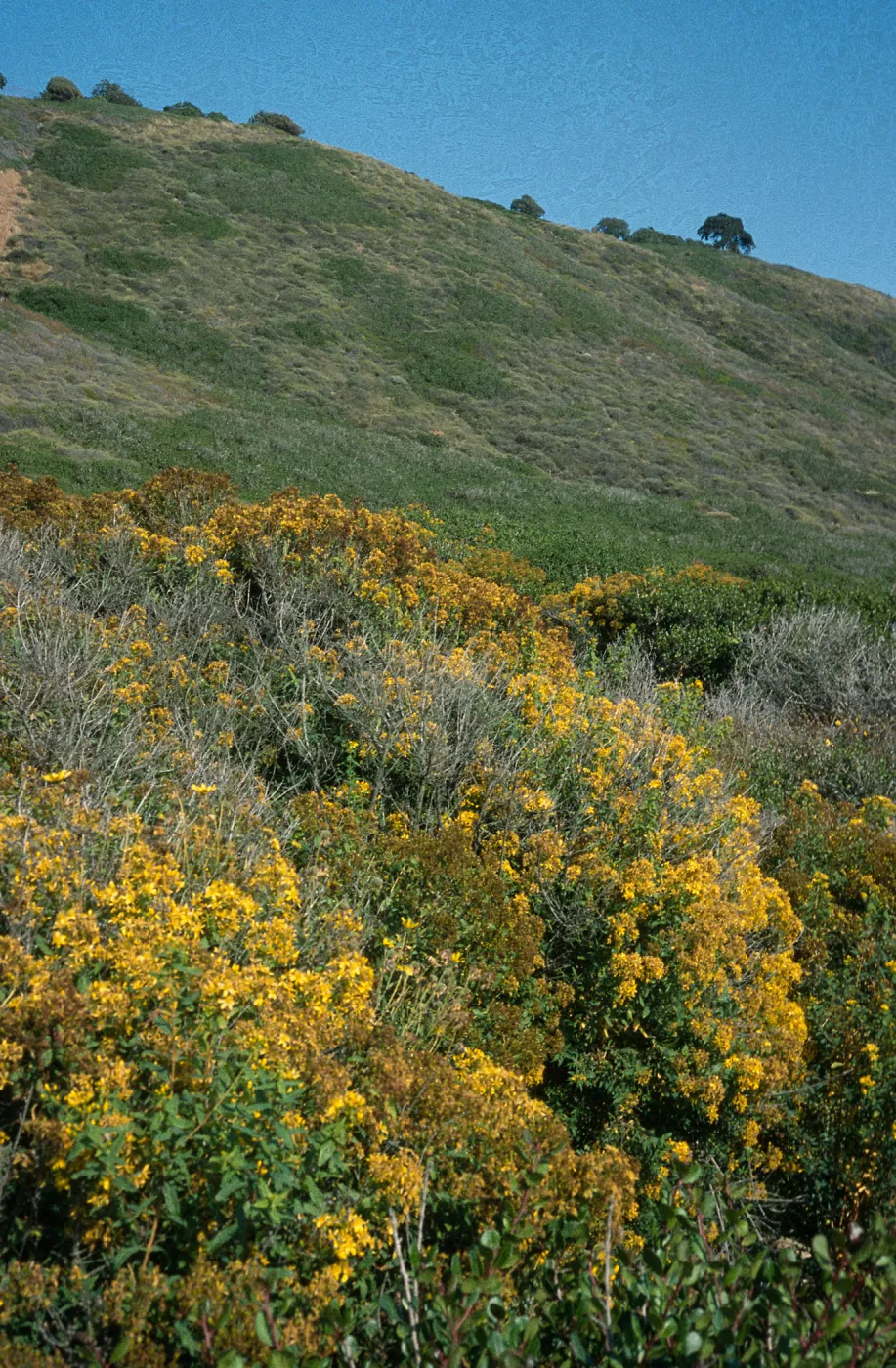 Hypericum, Point Loma, San Diego County