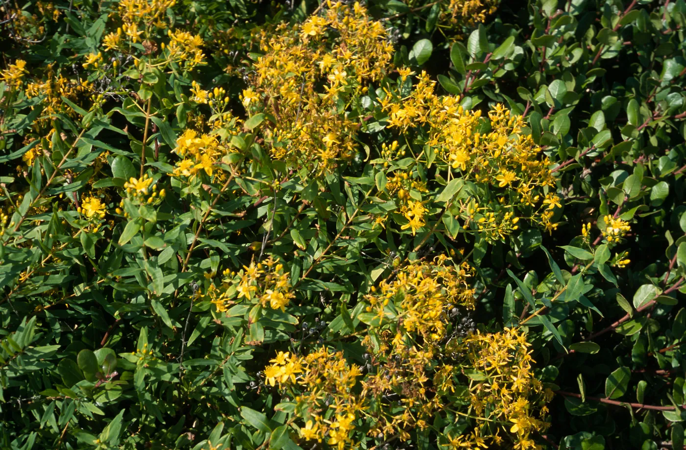Hypericum, Point Loma, San Diego County