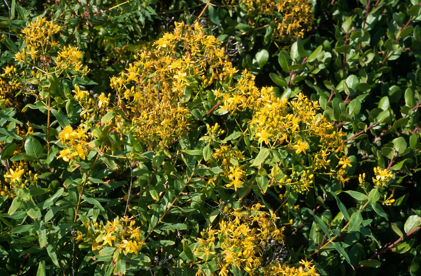 Hypericum, Point Loma, San Diego County
