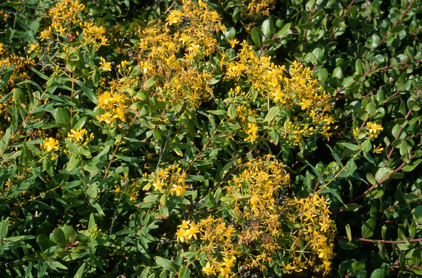 Hypericum, Point Loma, San Diego County