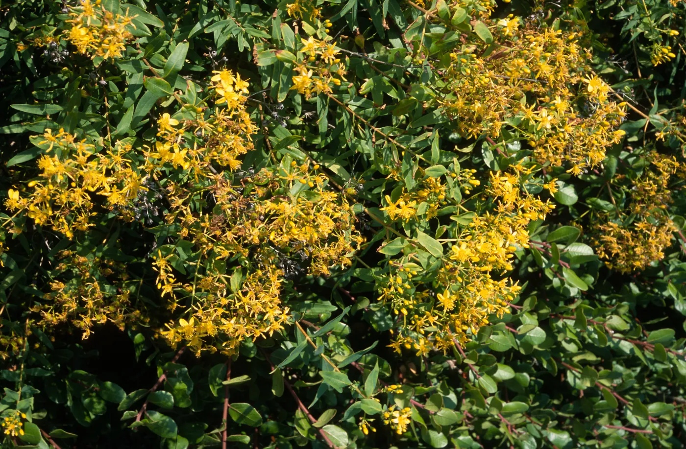 Hypericum, Point Loma, San Diego County