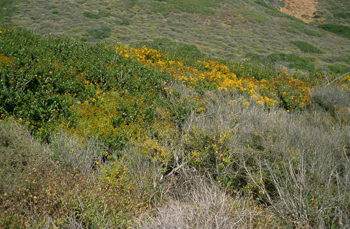 Hypericum, Point Loma, San Diego County