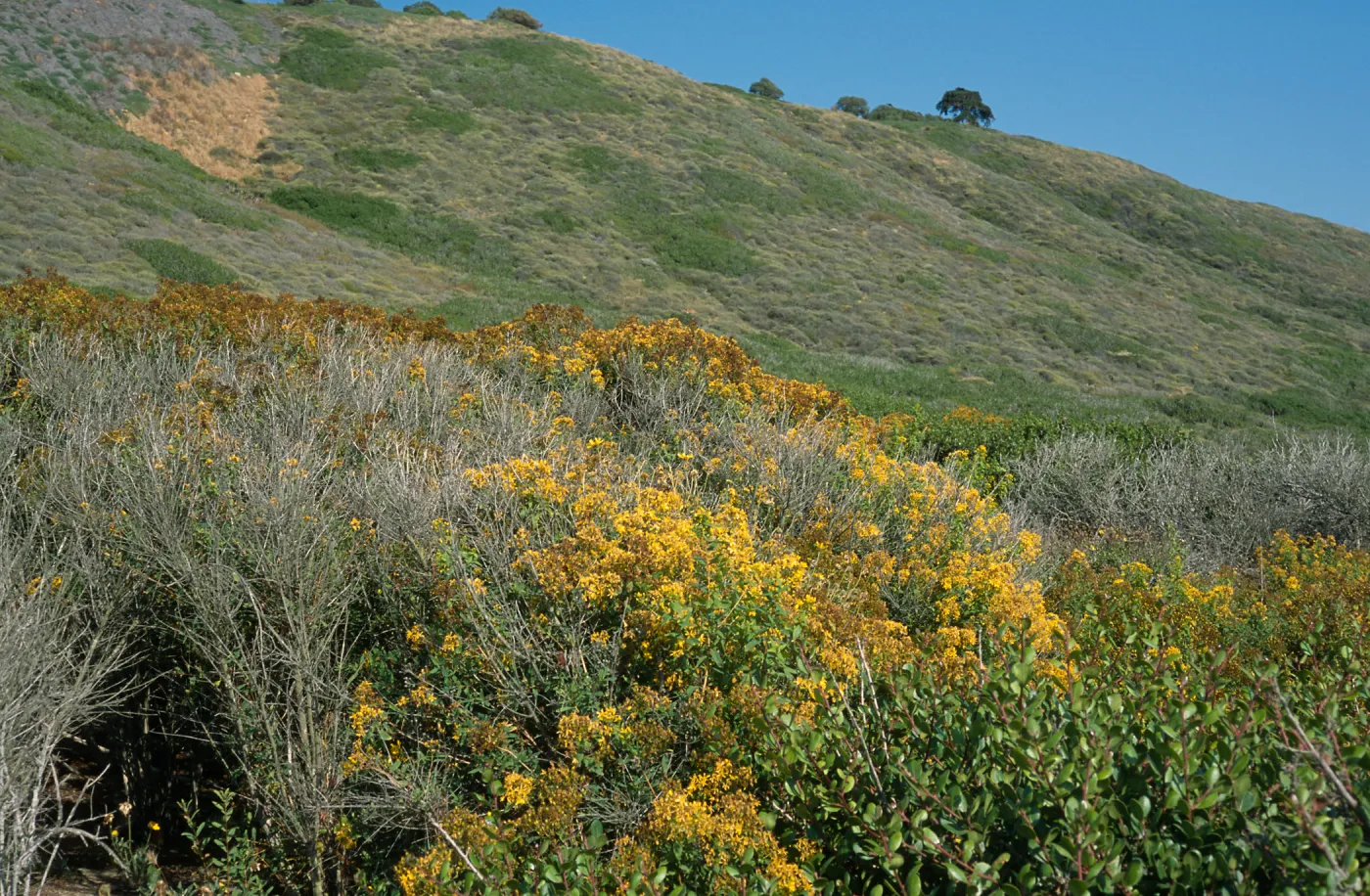Hypericum, Point Loma, San Diego County