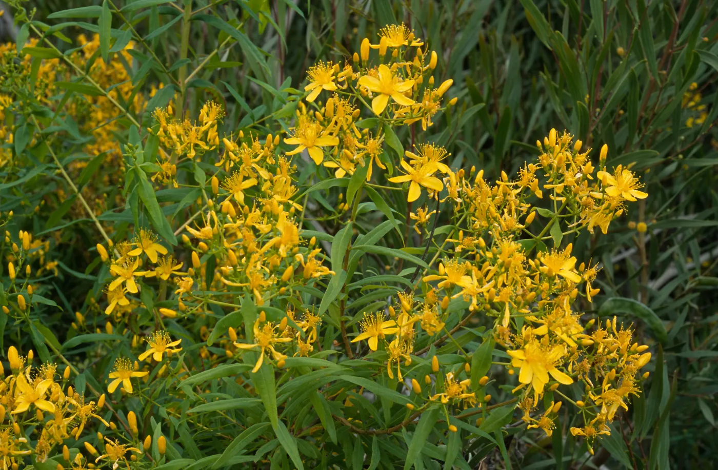 Hypericum, Point Loma, San Diego County