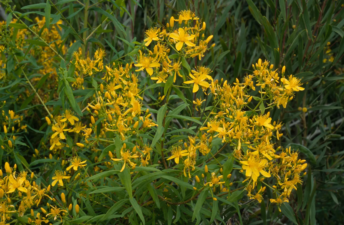 Hypericum, Point Loma, San Diego County