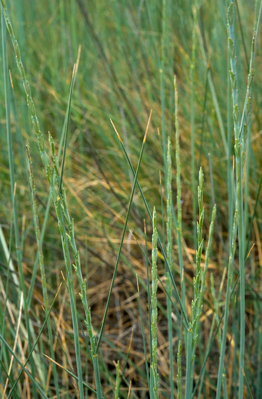 Elytrigia, Seal Beach, Orange County