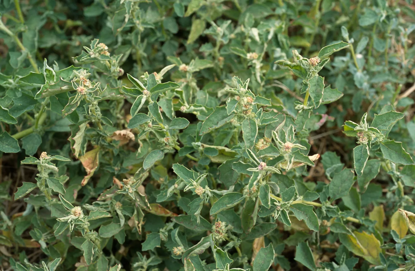 Atriplex suberecta, Seal Beach, Orange County