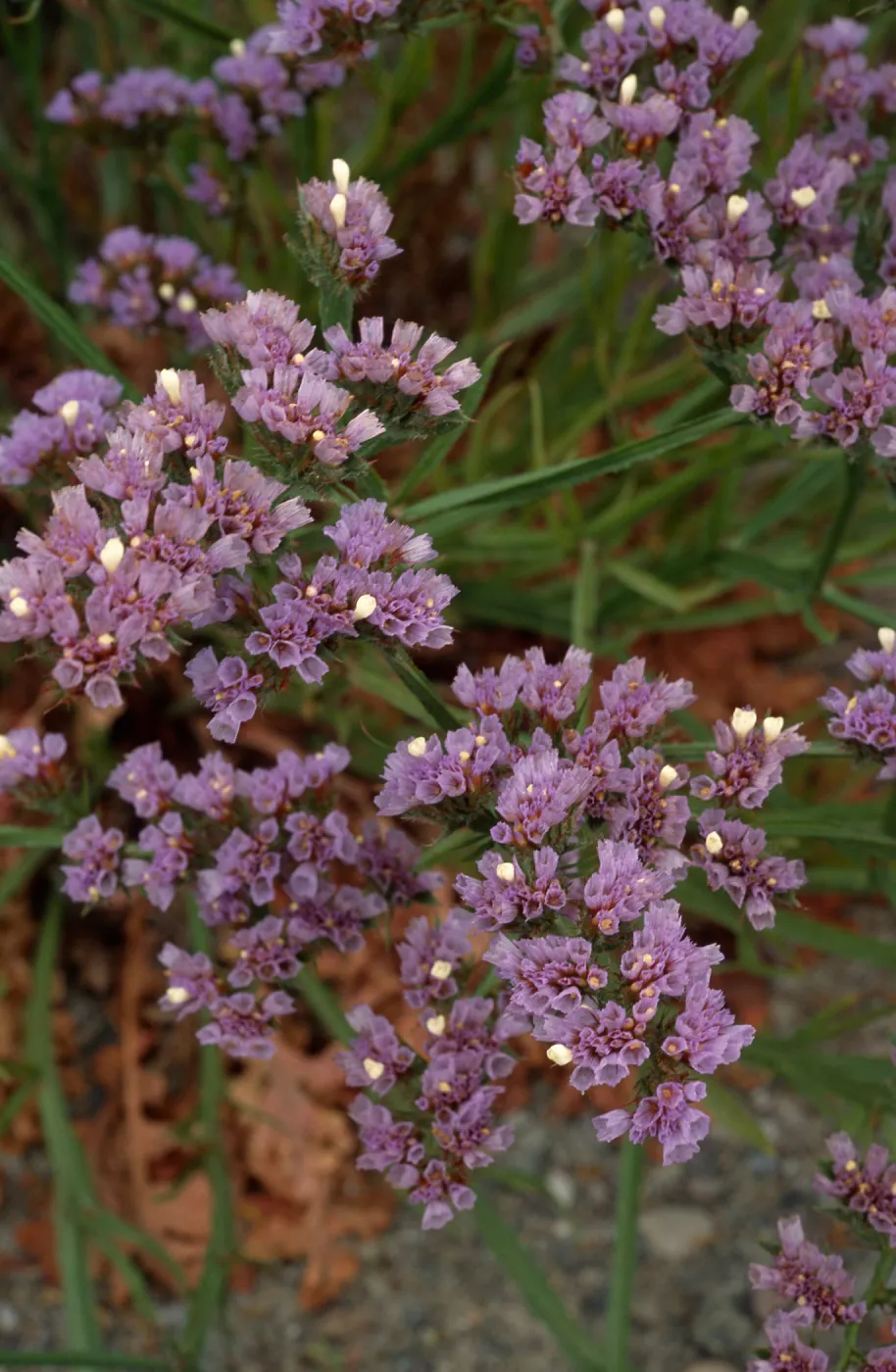 Limonium, Point Loma, San Diego County