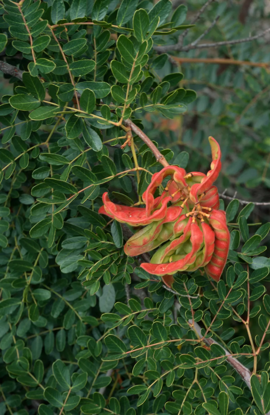 Caesalpinia, Point Loma, San Siego County