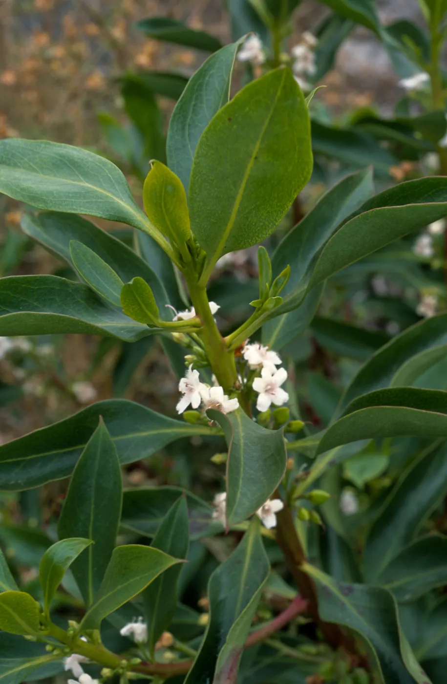 Myoporum, Point Loma, San Diego County