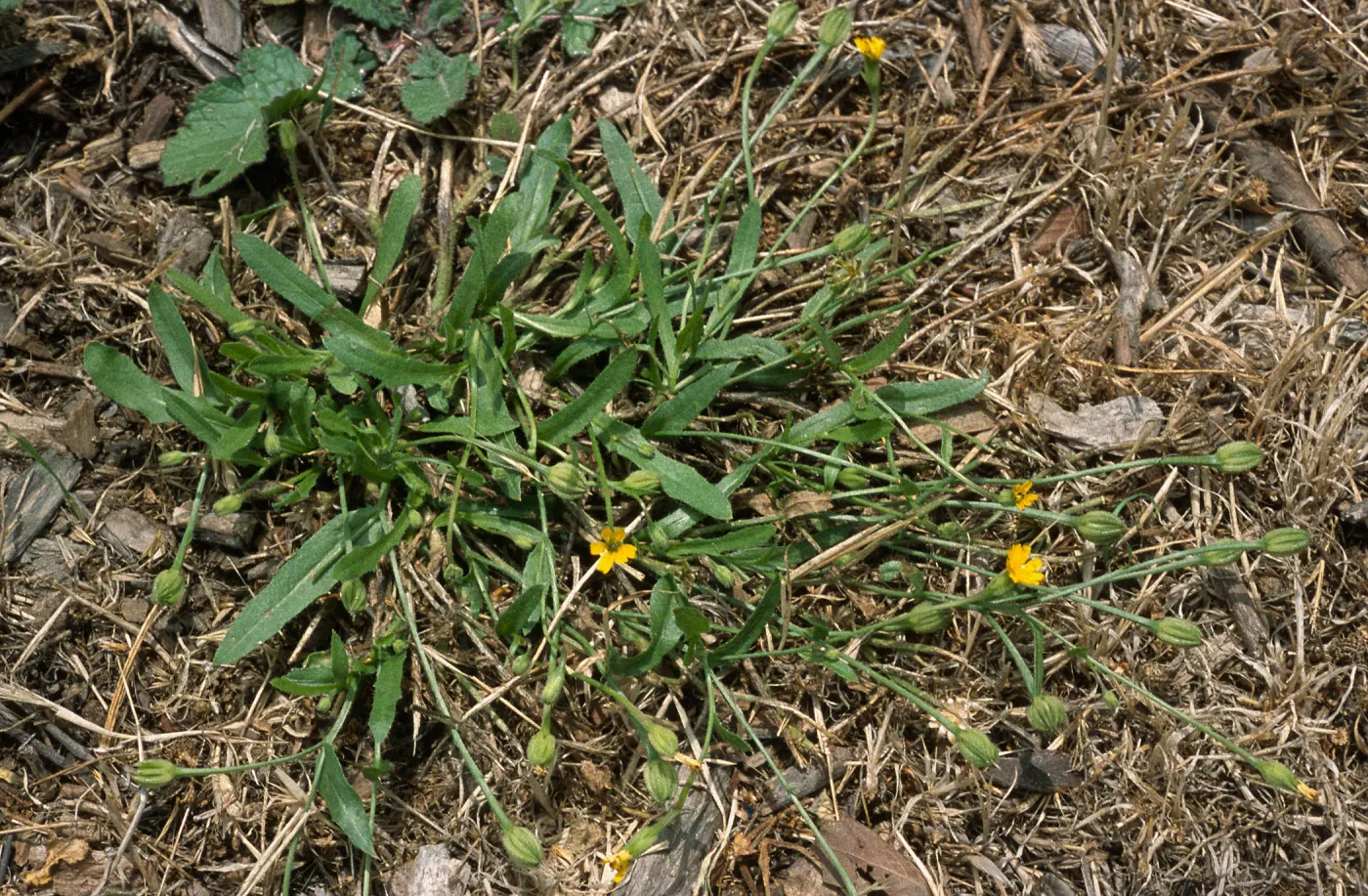 Hedypnois cretica, Seal Beach