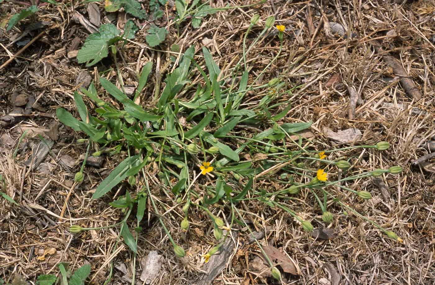 Hedypnois cretica, Seal Beach, Orange County
