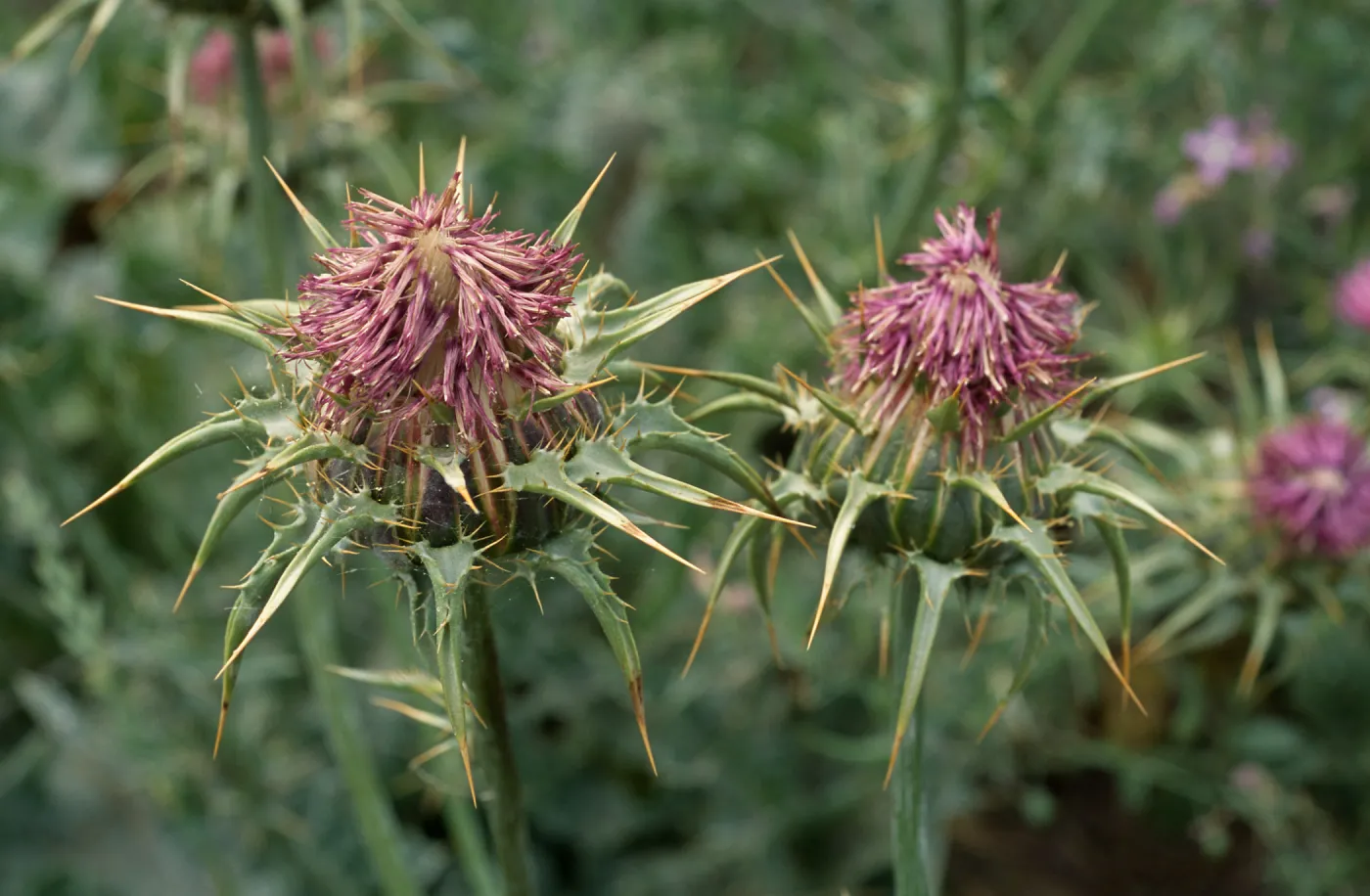 Silybum, Seal Beach, Orange County
