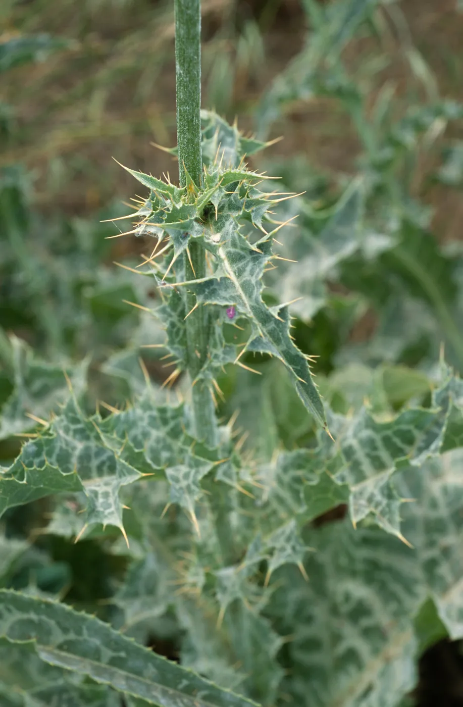 Silybum, Seal Beach, Orange County