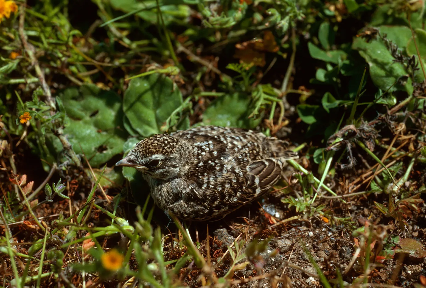 Meadowlark chick, ridge between peaks, Santa Barbara Island