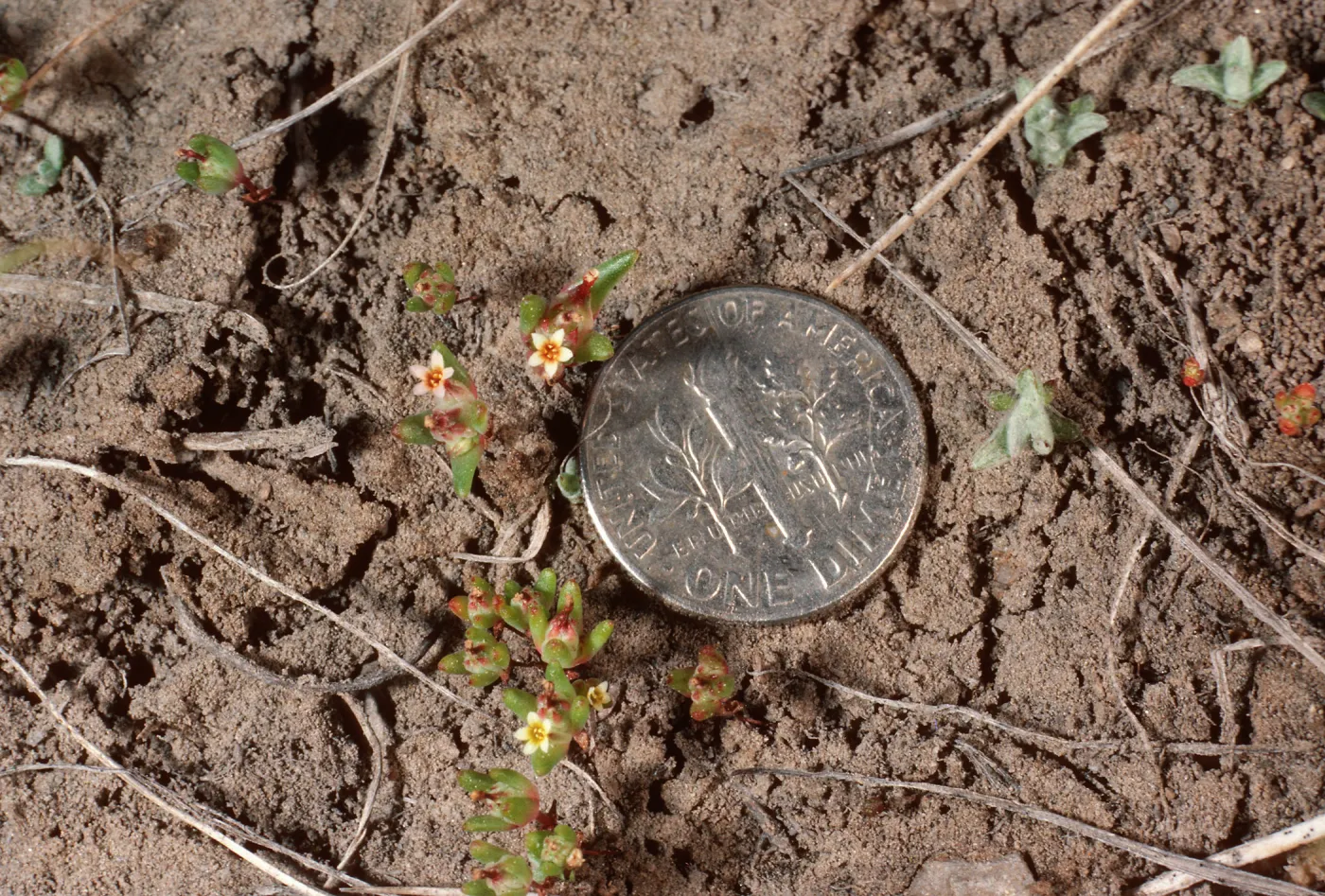 Gymnosteris parvula, meadow, White Mountains, Owens Valley, Sierra Nevada