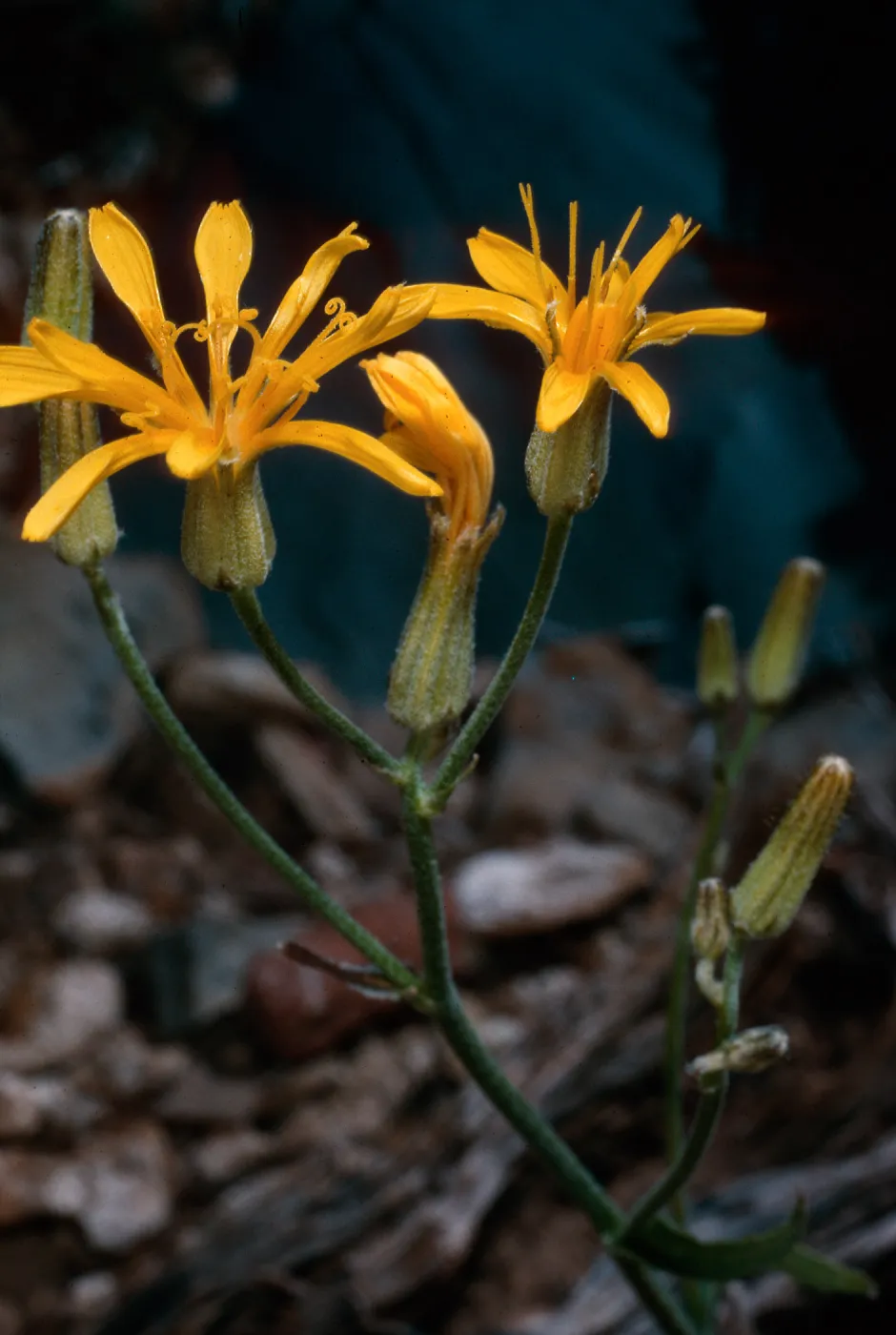 Crepis intermedia, South of Schulman Grove, White Mountains, Owens Valley, Sierra Nevada
