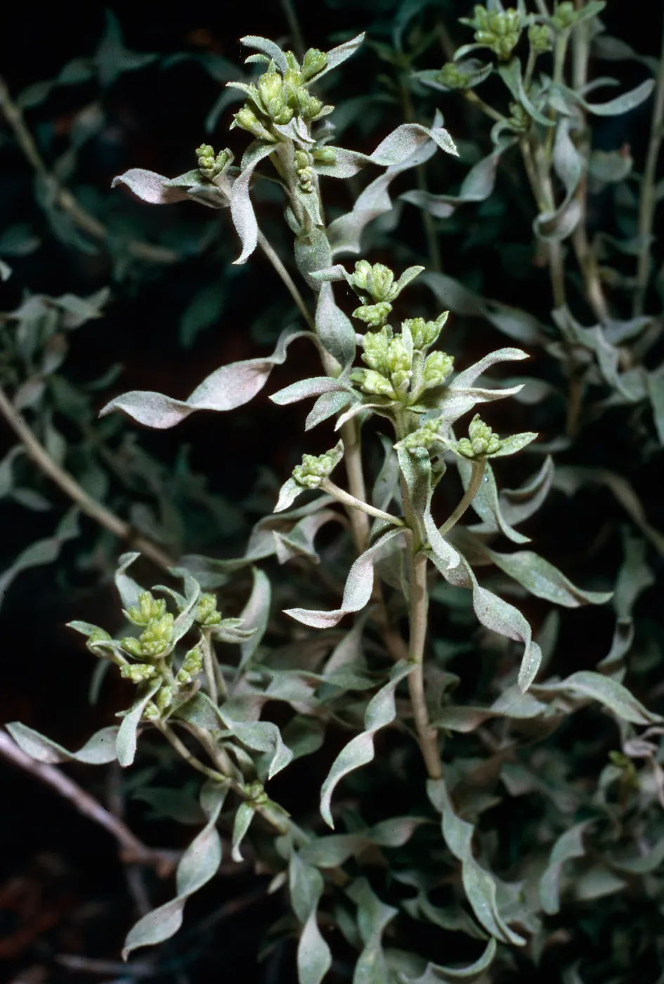 Chrysothamnus viscidiflorus, Grandview, White Mountains, Owens Valley, Sierra Nevada