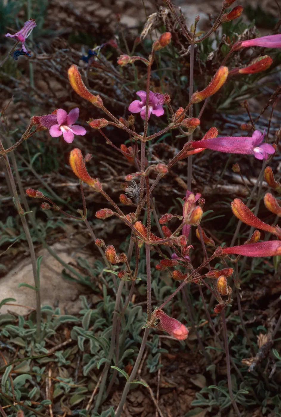 Penstemon scapoides, Schulman Grove, White Mountains, Owens Valley, Sierra Nevada