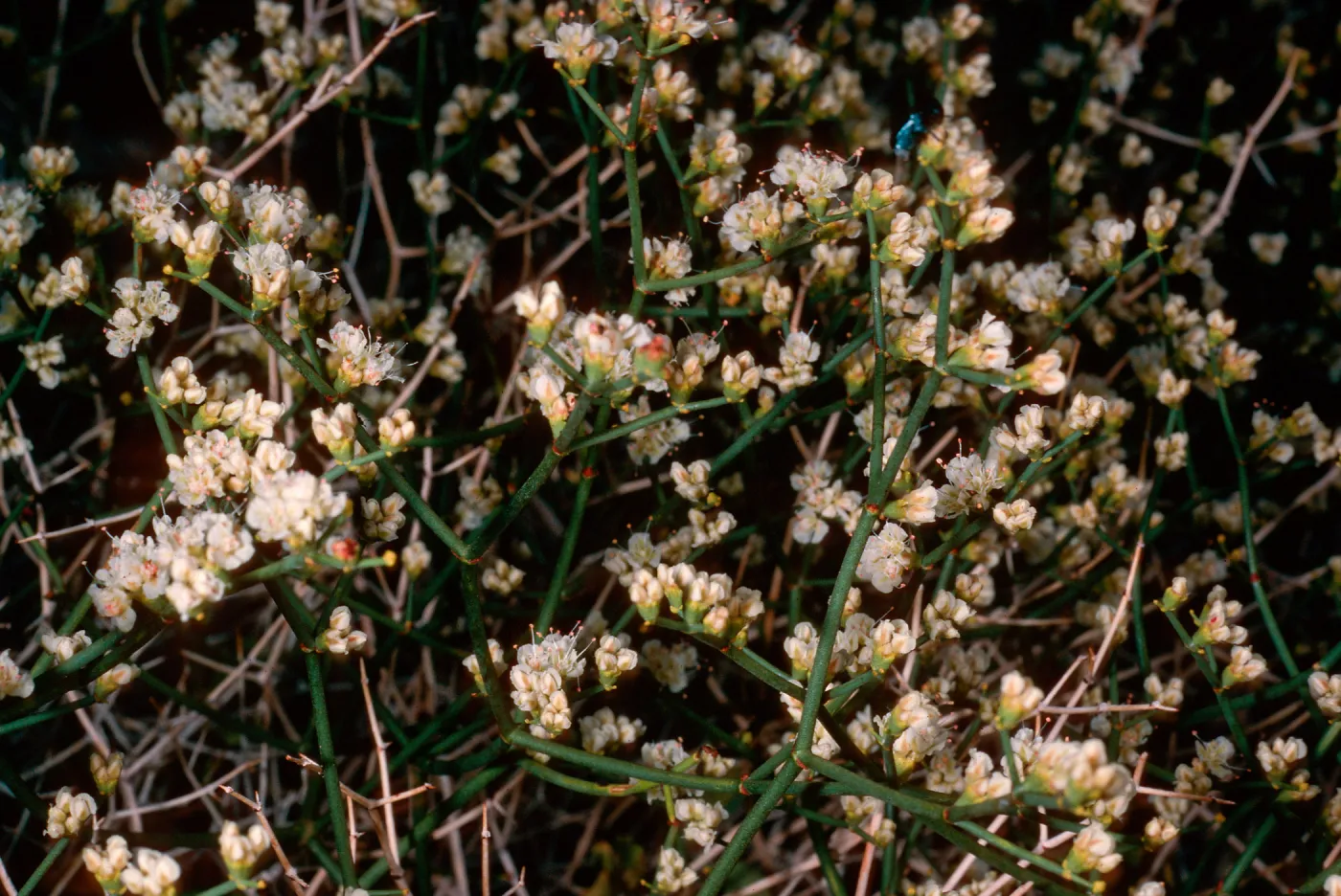 Eriogonum herrmannii, Westgard Pass, Inyo National Forest, White Mountains