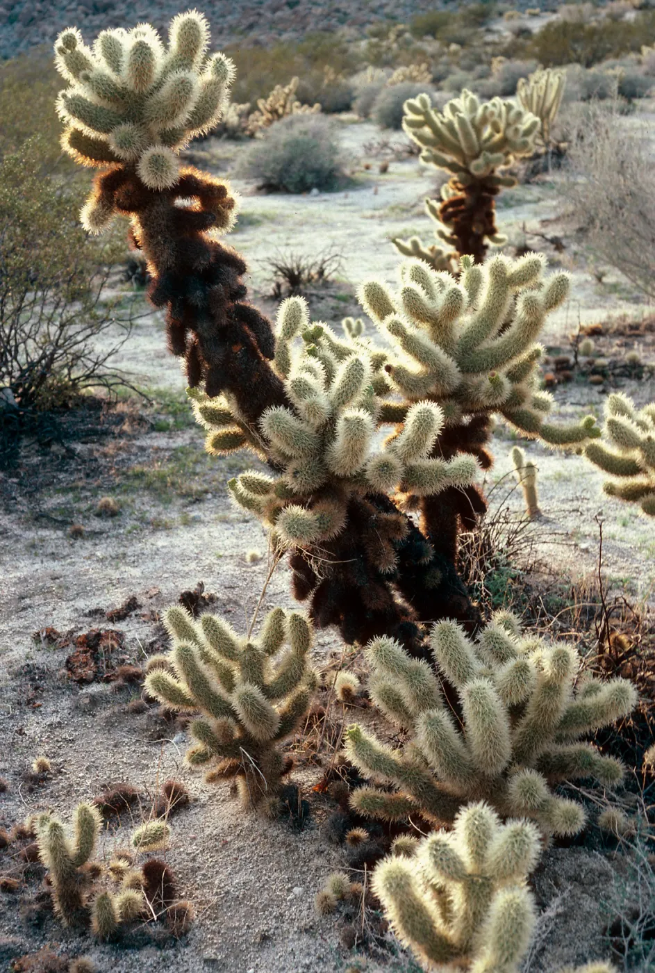 Opuntia bigelovii, Anza Borrego