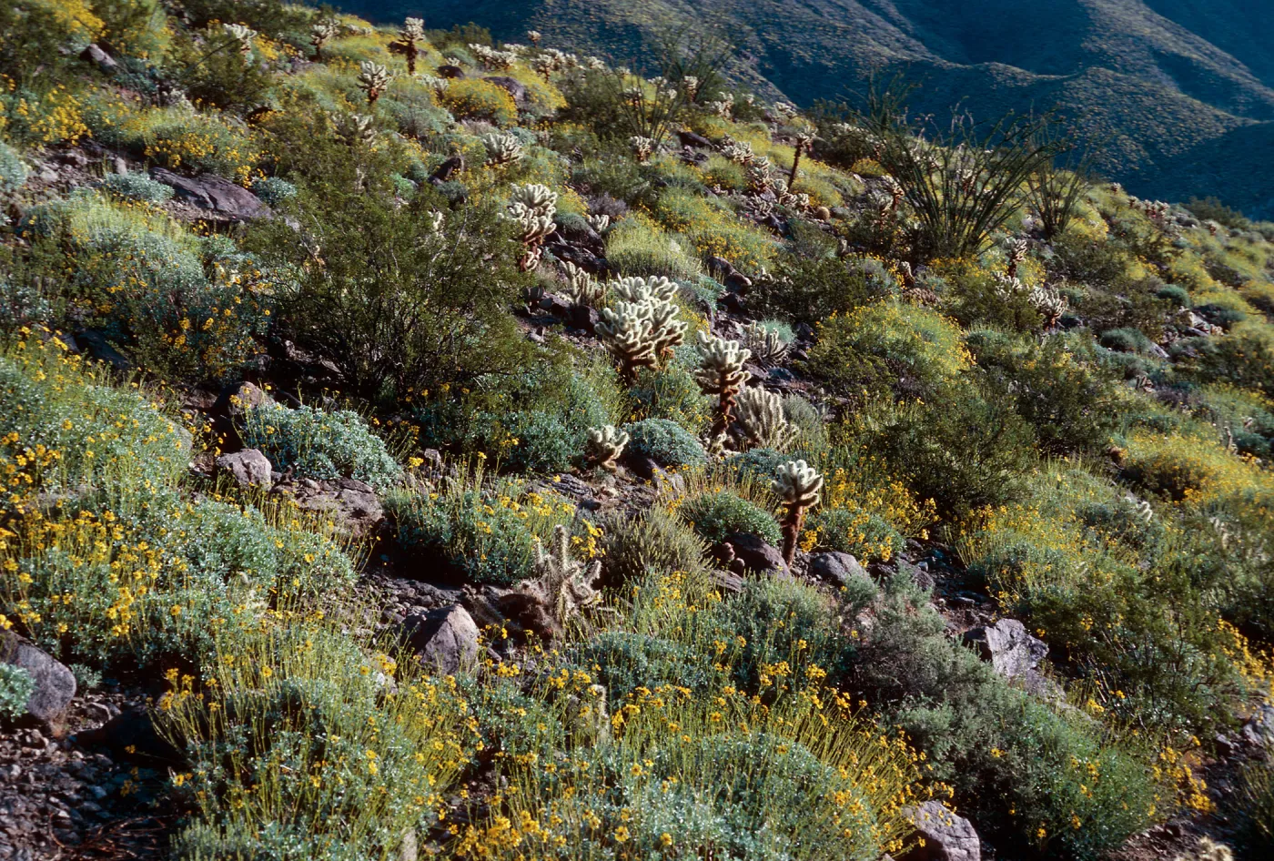 Encelia farinosa, Anza Borrego