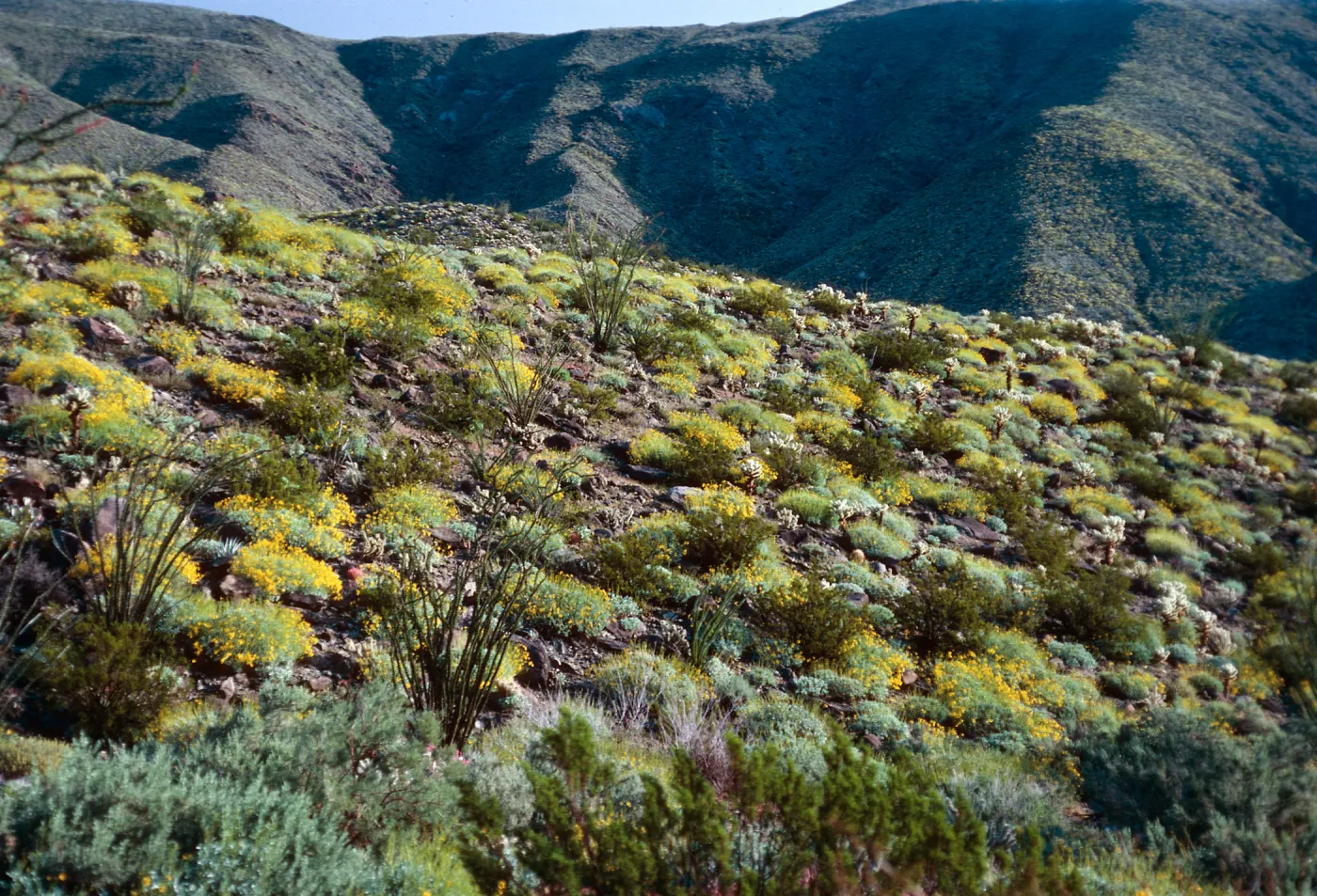 Encelia farinosa, Anza Borrego
