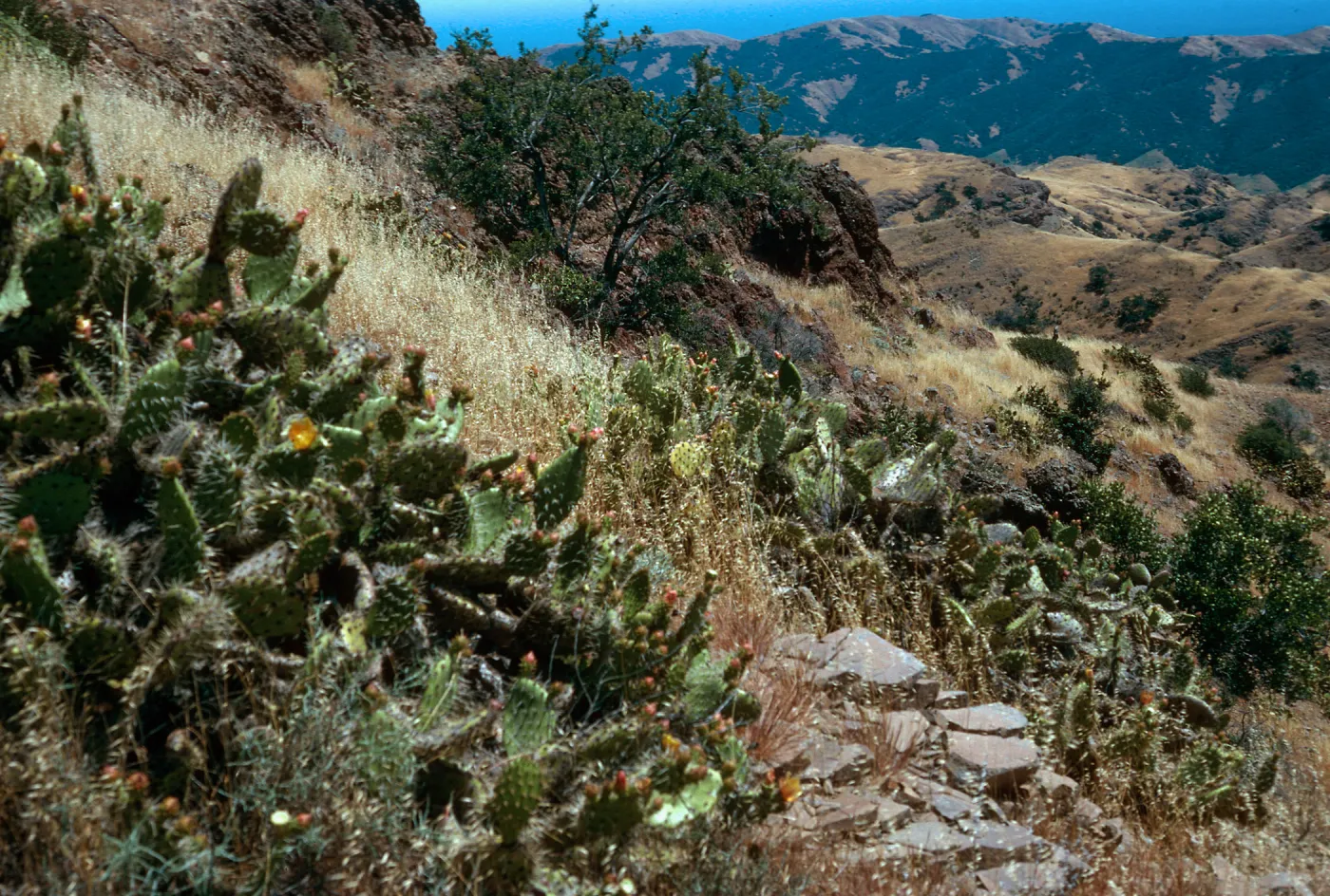 Opuntia littoralis, ridge, East of Cottonwood Canyon, Santa Cruz Island