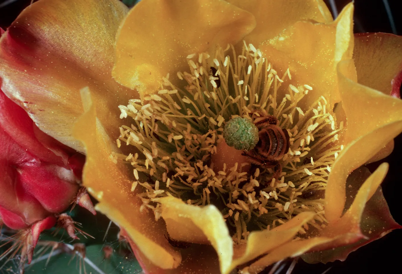 Opuntia littoralis, mouth of Olsens Cave, Santa Cruz Island