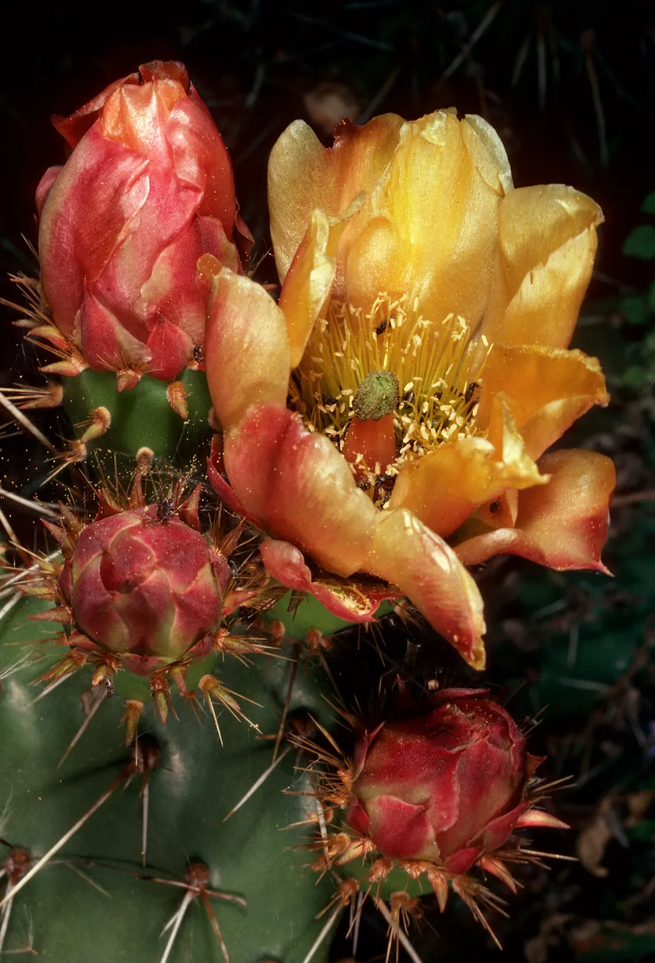 Opuntia littoralis, mouth of Olsens Cave, Santa Cruz Island