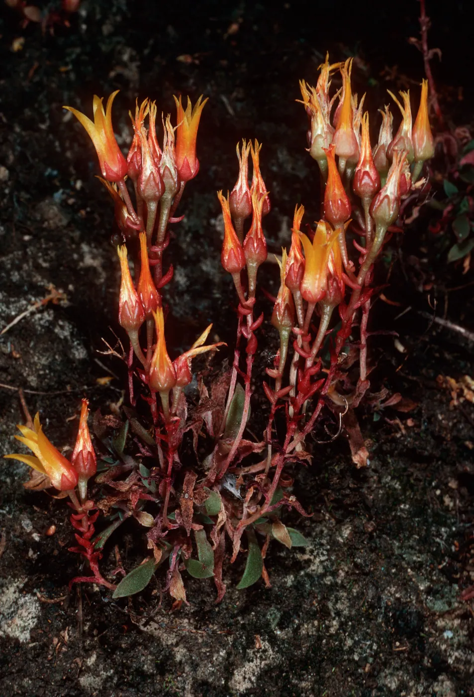 Dudleya cymosa marescens, Yerba Buena/Cotharin Road, Santa Monica Mountains