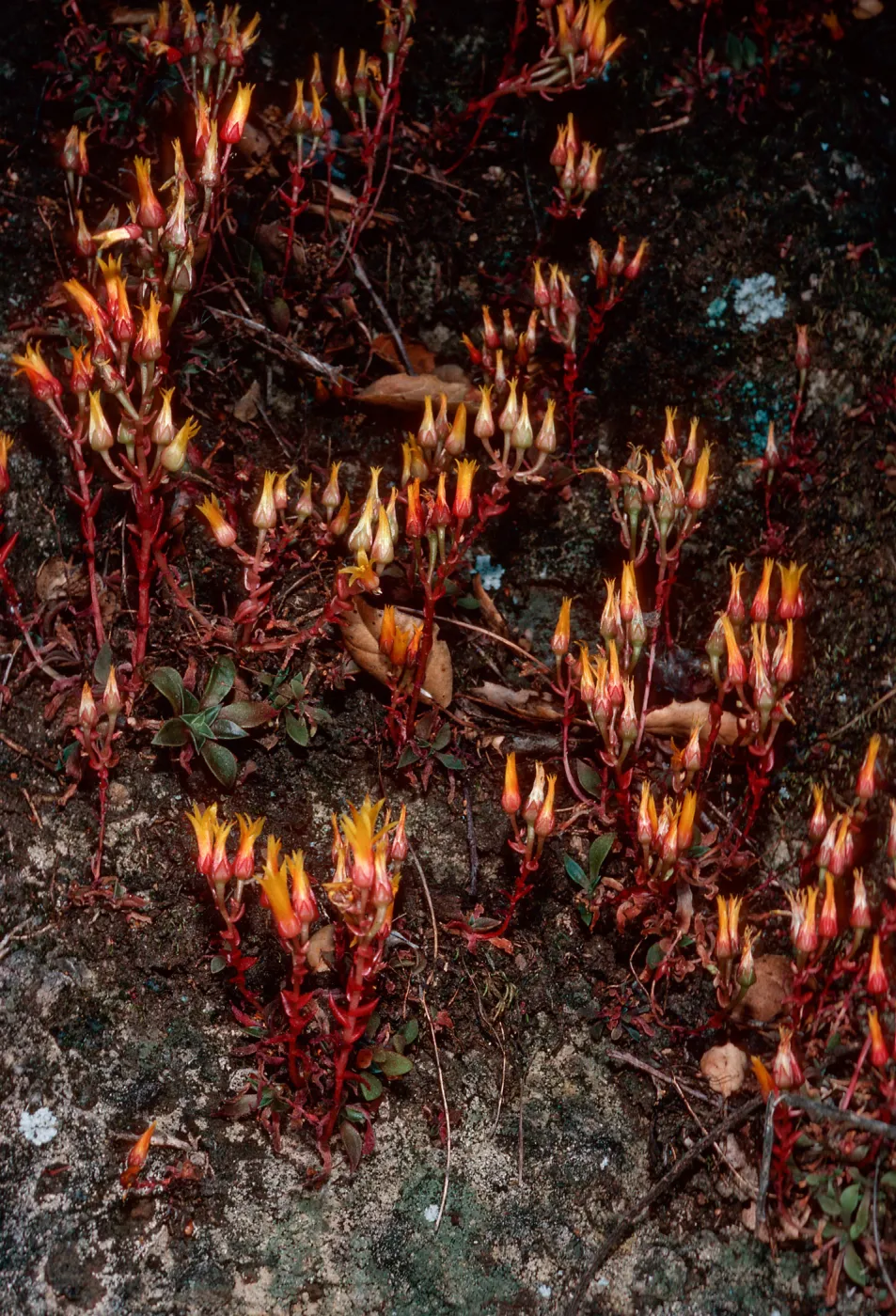 Dudleya cymosa marescens, Yerba Buena/Cotharin Road, Santa Monica Mountains