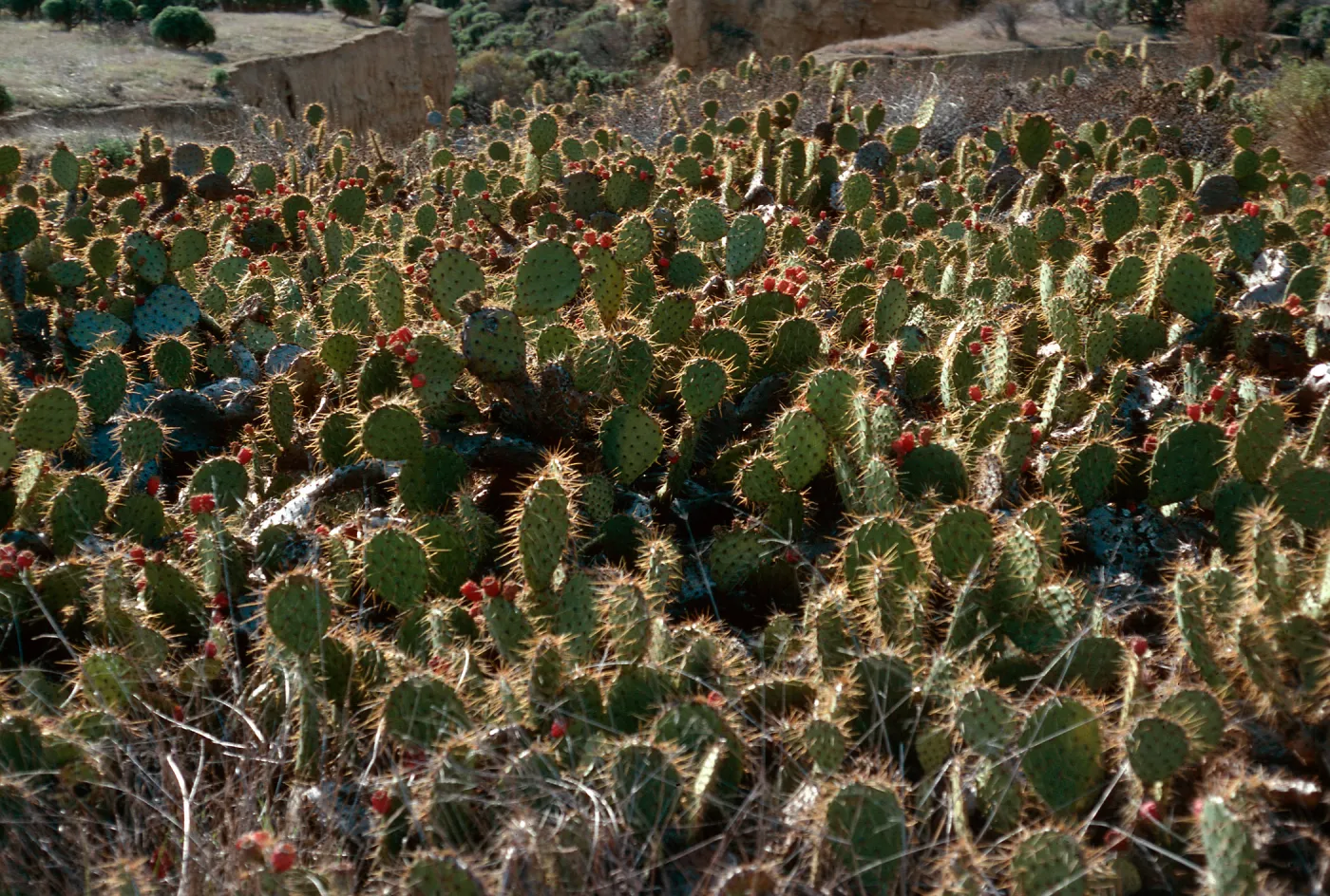Opuntia oricola, near mouth of Celery Canyon, San Nicolas Island