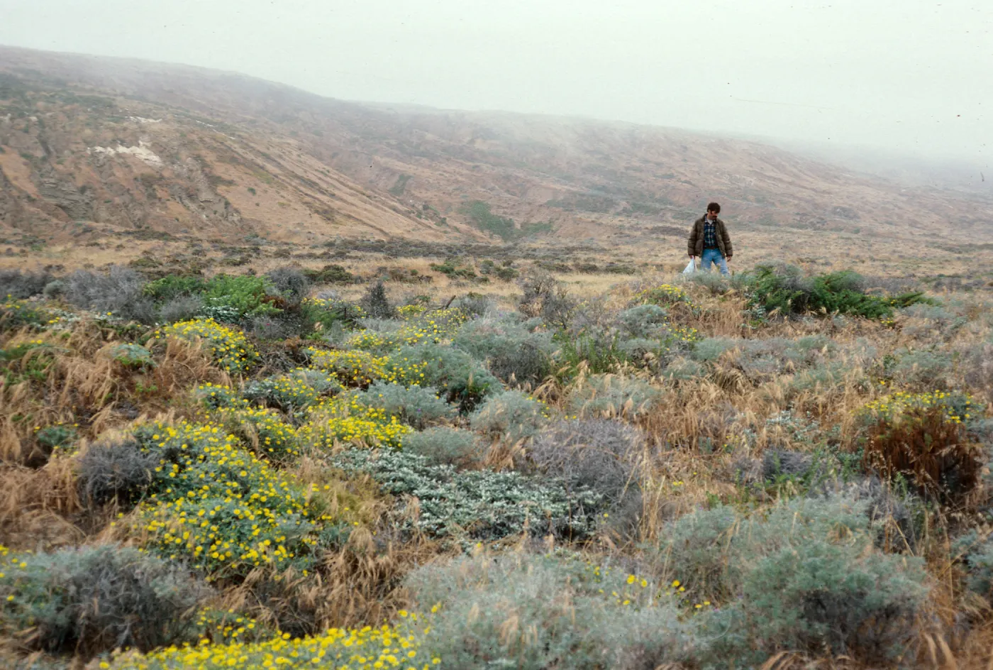 Malacothrix, at hybrid site, East of Corral Harbor, San Nicolas Island