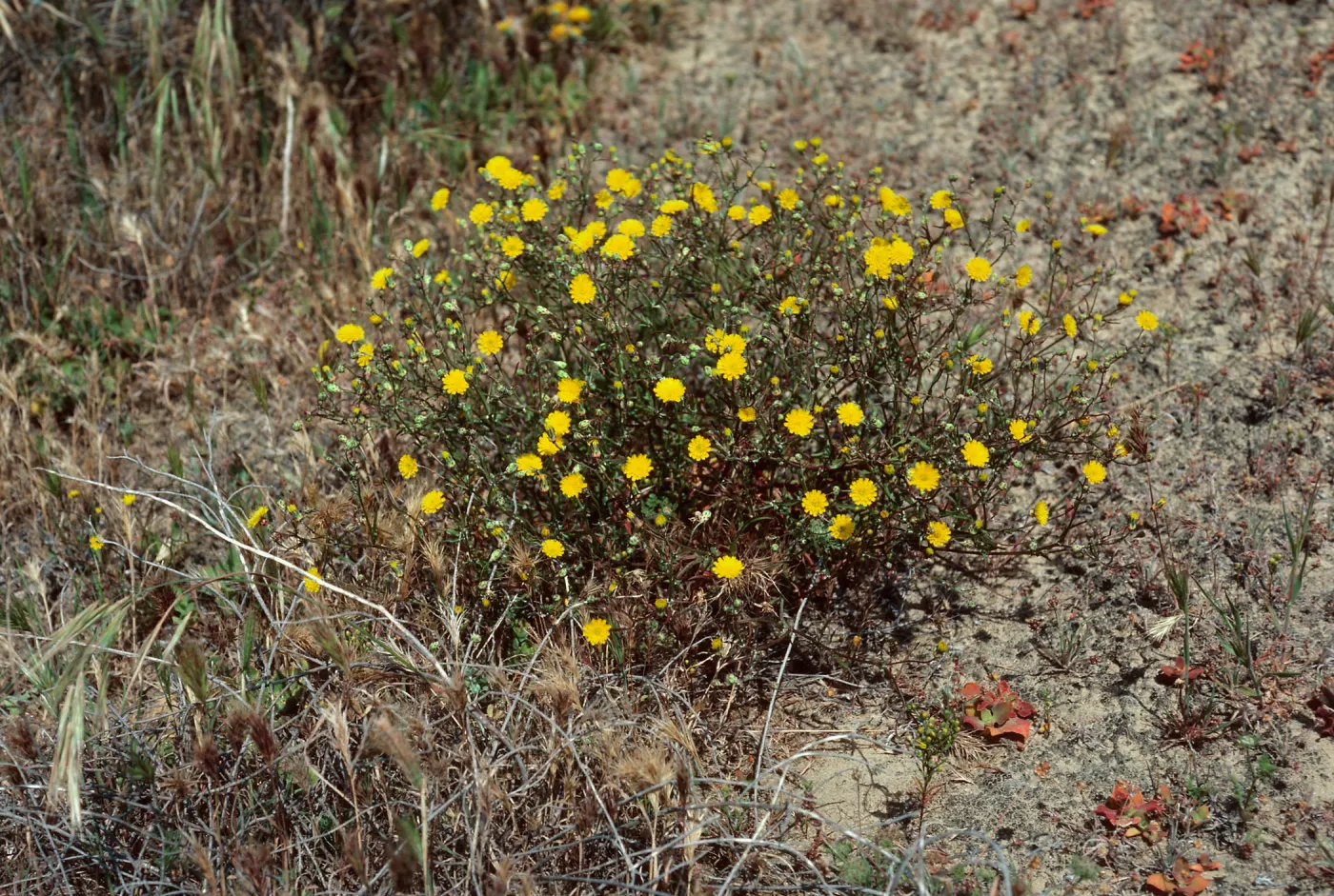 Malacothrix polycephala, Daytona Beach, San Nicolas Island