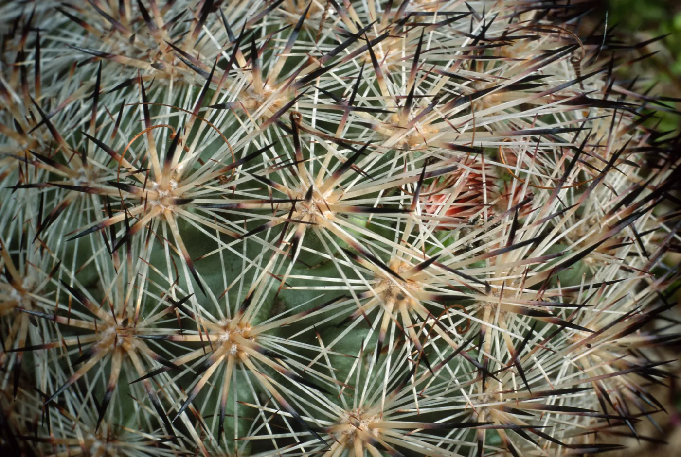 Pinto Basin, Joshua Tree