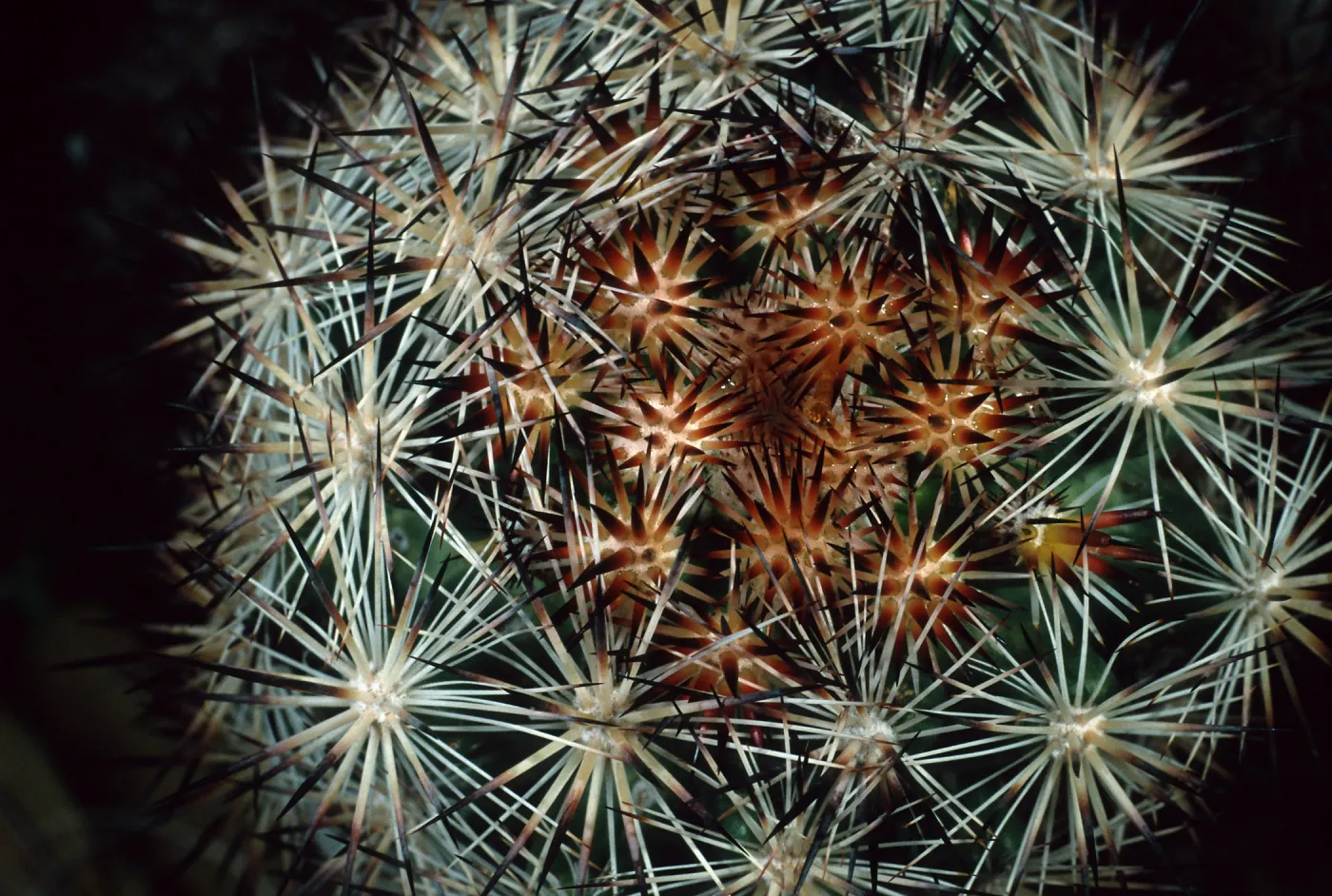 North end, Joshua Tree