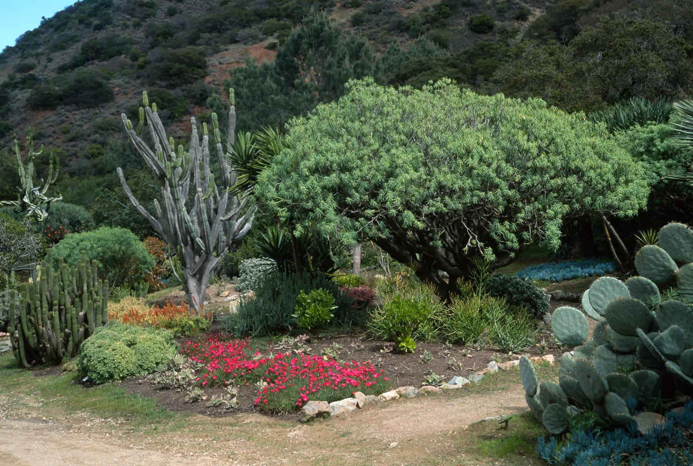 Wrigley Memorial Garden, Avalon Canyon, Catalina Island