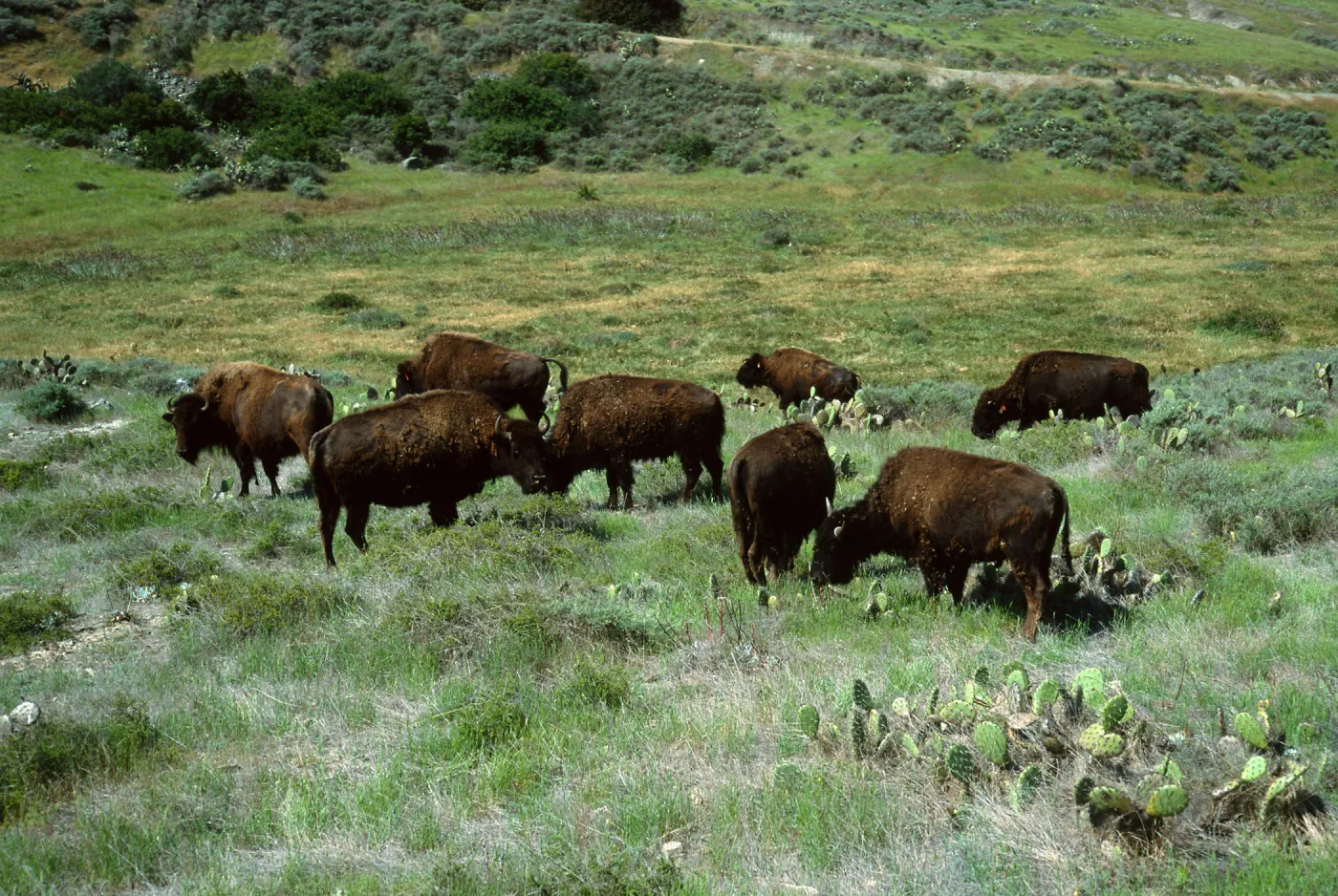 bison, road to Isthmus, Catalina Island