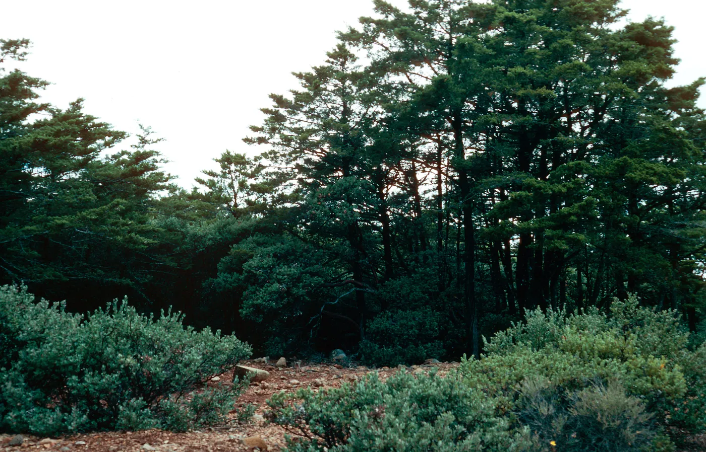 Cupressus sargentii, Cuesta Botanical Area, San Luis Obispo County