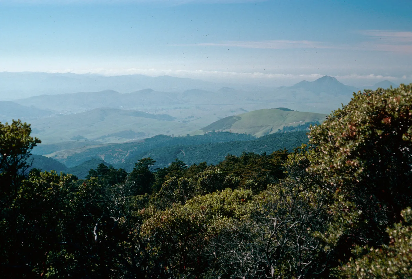 Cupressus sargentii, South slope, Cuesta ridge, San Luis Obispo County
