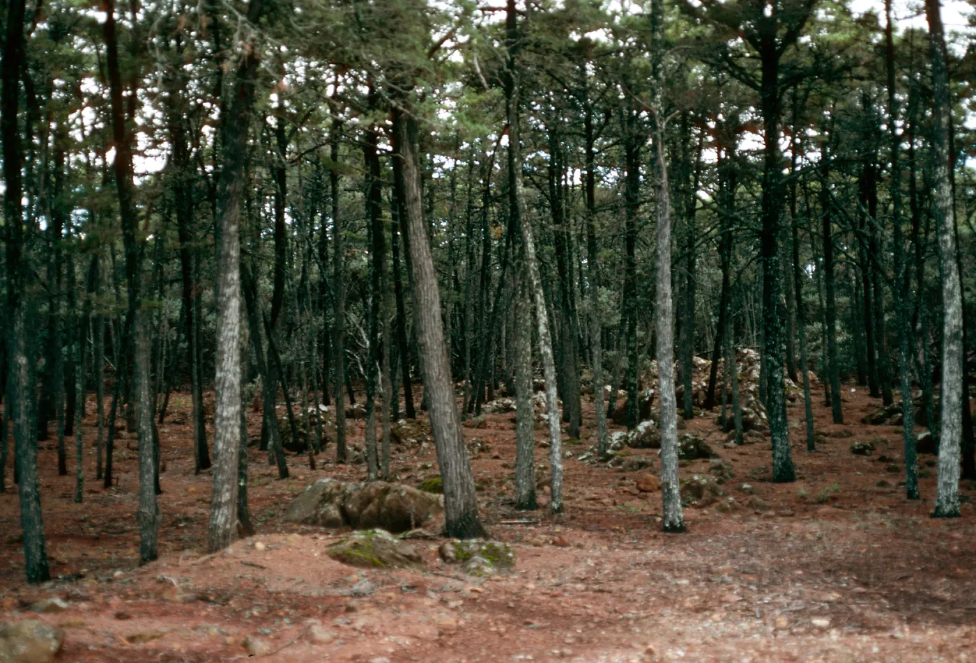 Cupressus sargentii, Cuesta Botanical Area, San Luis Obispo County