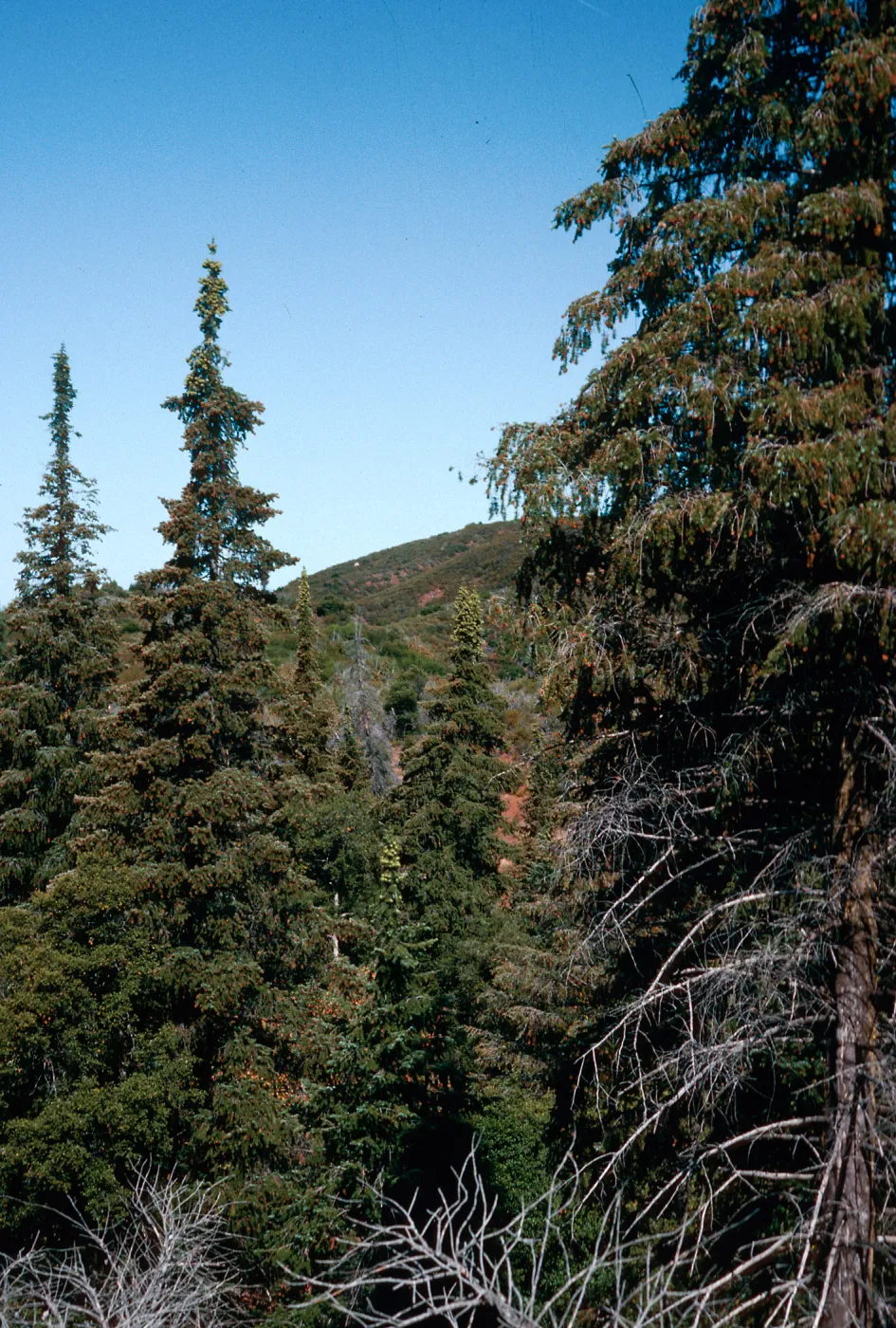 Abies bracteata, Villa Creek, Lions Den, Big Sur