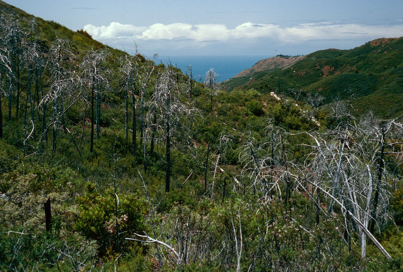 burned Cupressus sargentii, Lions Den, Big Sur