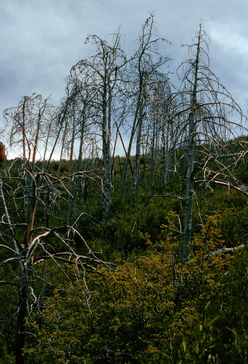 burned Cupressus sargentii, Cruickshank Trail, Lions Den, Big Sur