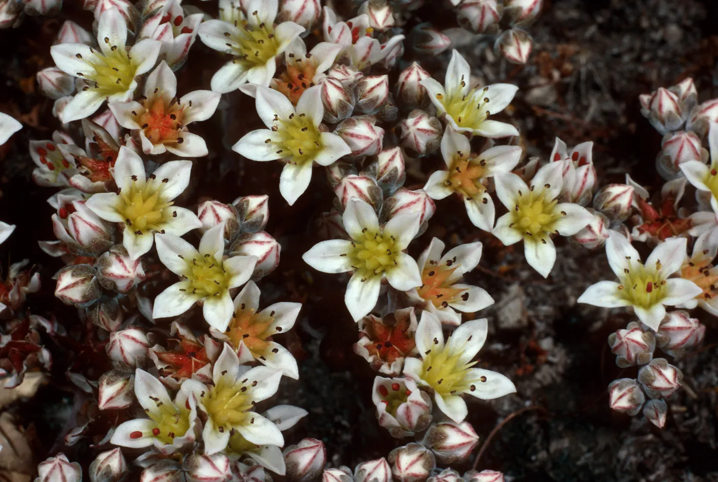 Dudleya blochmaniae ssp. insularis, South of Δ ORR, Santa Rosa Island