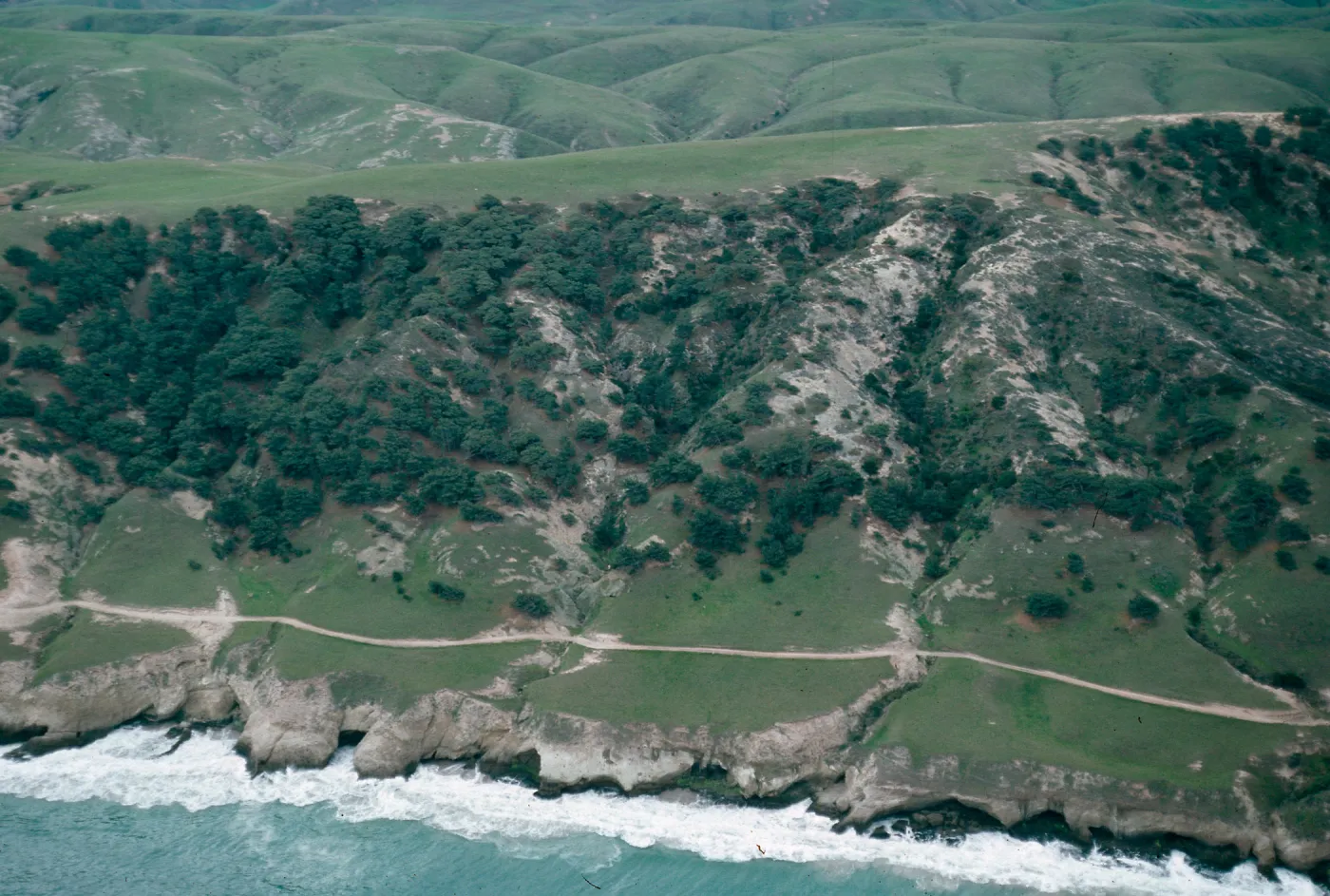 Torrey Pines, Santa Rosa Island