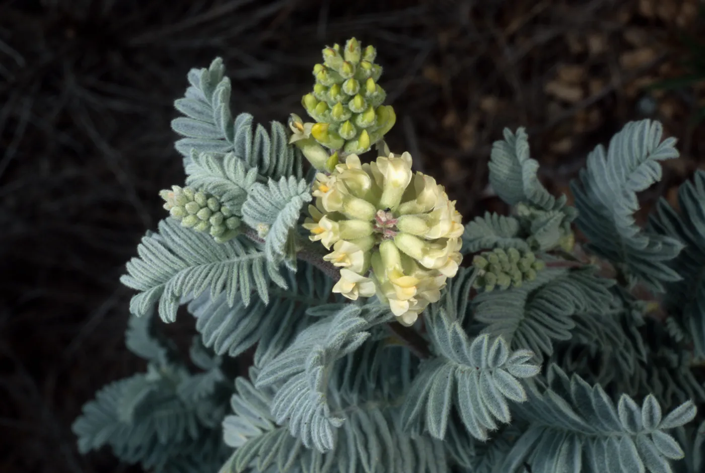 Astragalus pycnostachyus lanosissimus, Ventura