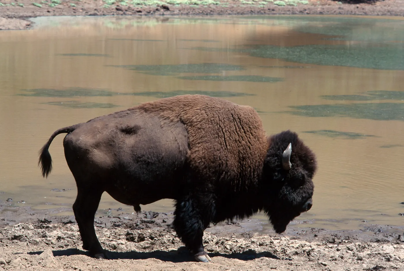 bison, Echo Lake, Catalina Island