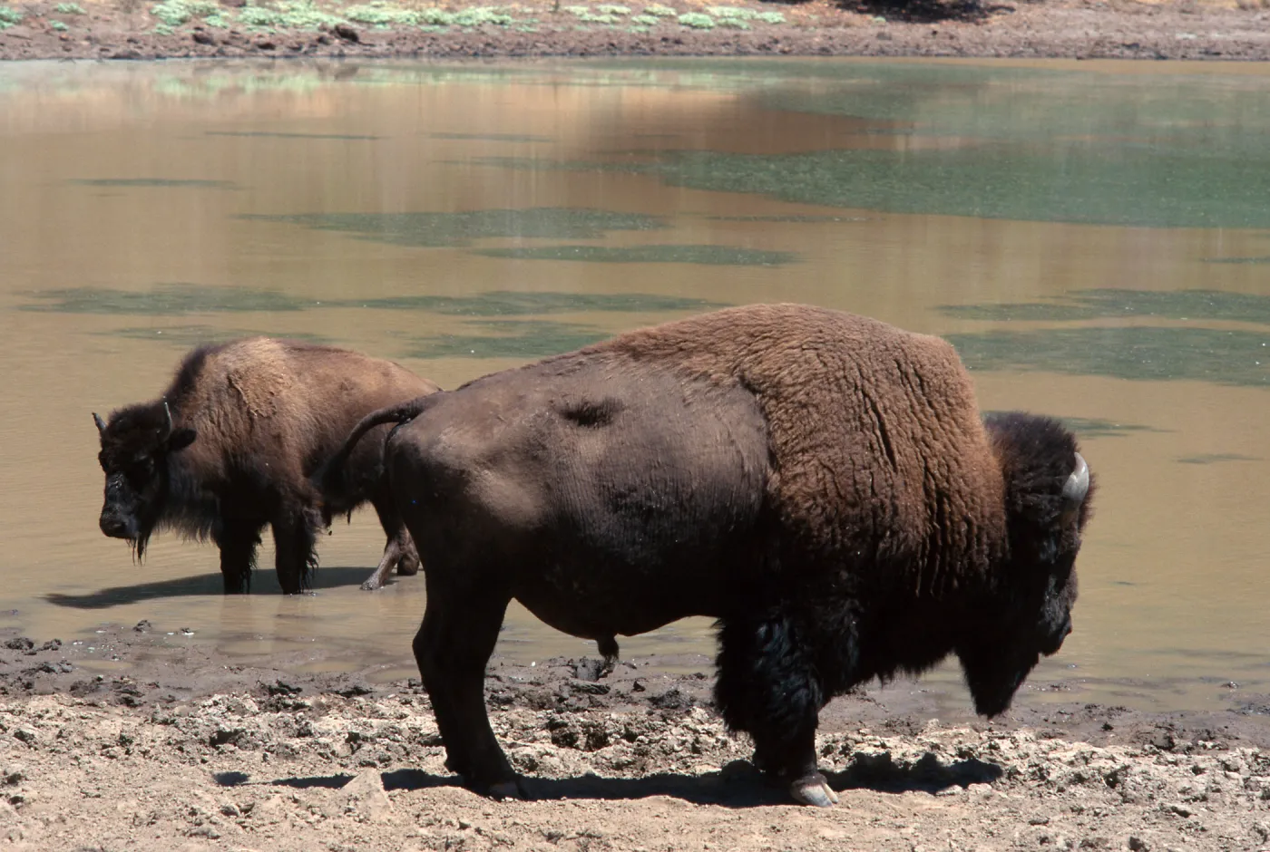 bison, Echo Lake, Catalina Island